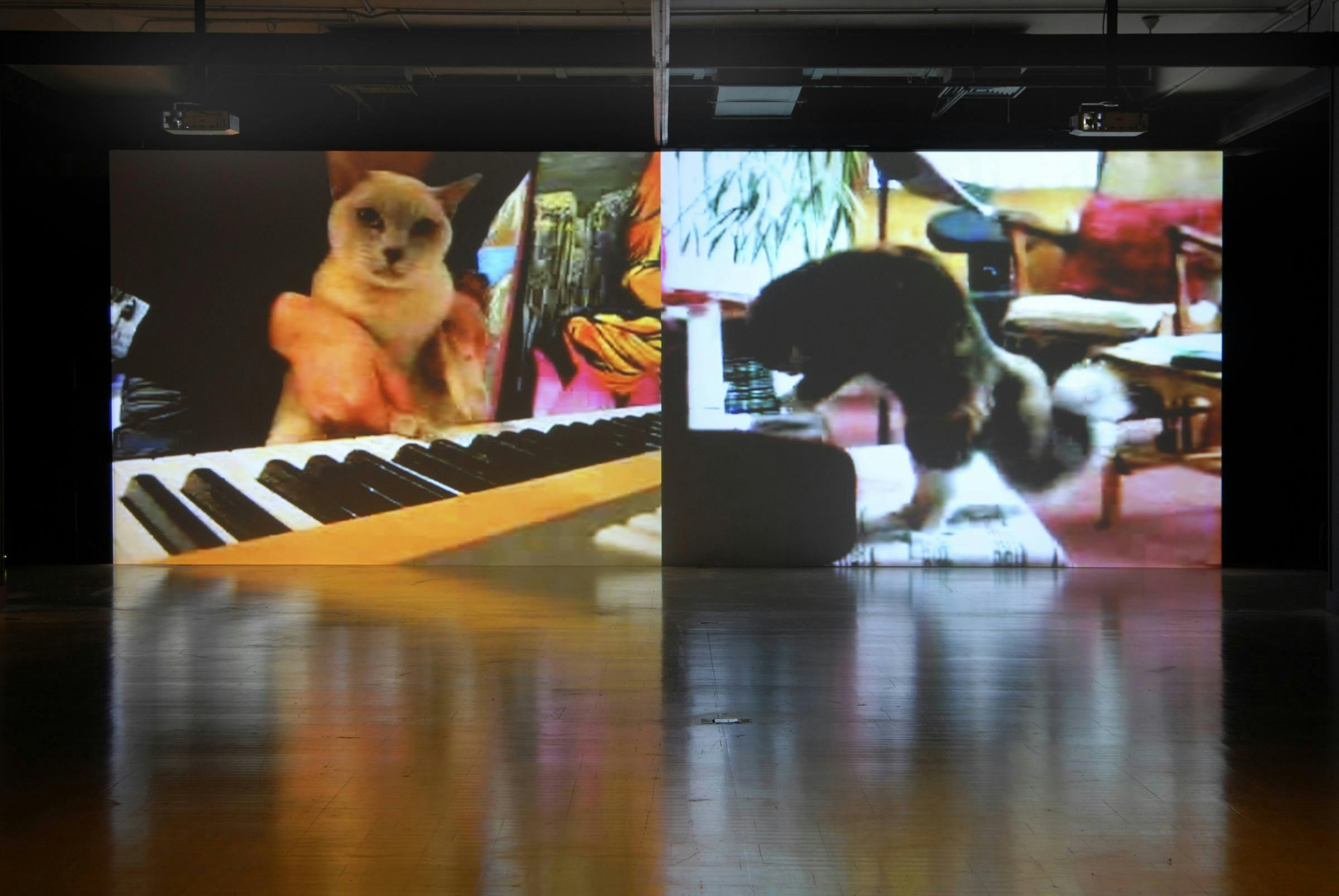 Image of a gallery with two large projections of animals playing keyboards projected next to one another