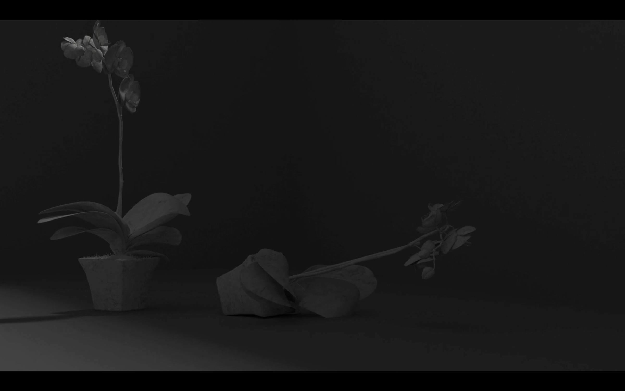 a digitally rendered black and white image of 2 flowers in pots. One of the pots has fallen over