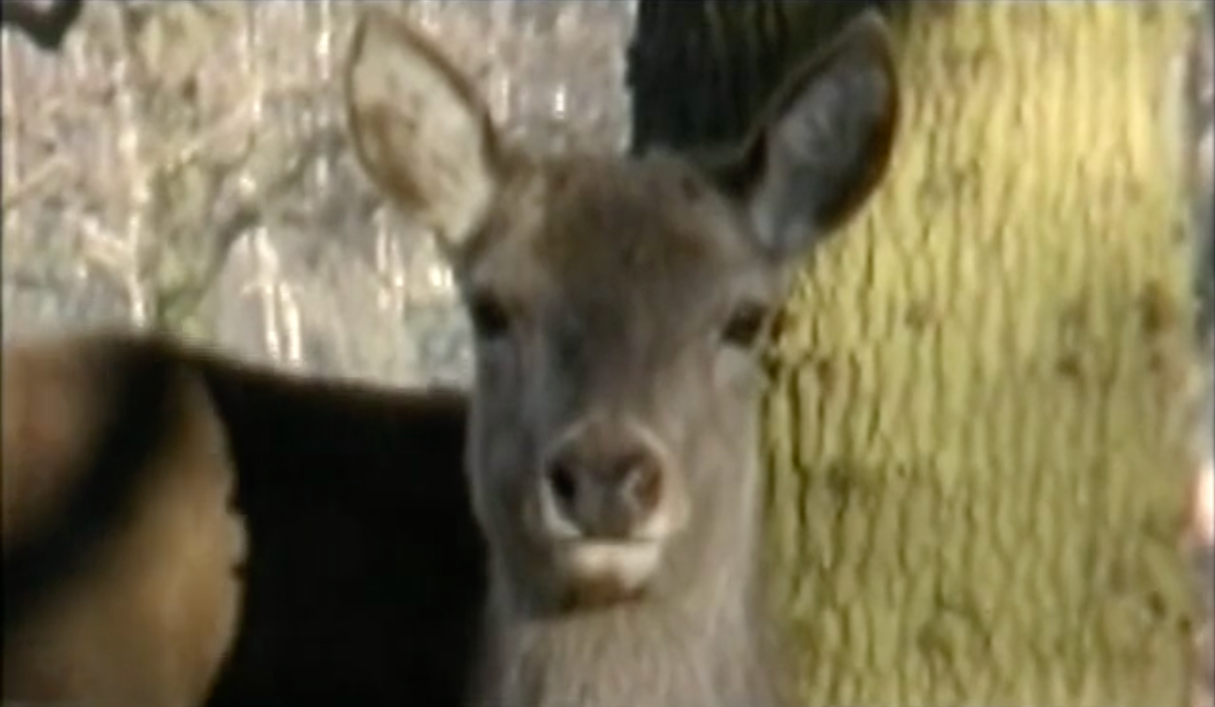 Image of a deer looking directly at the camera with a tree and another deer in the background