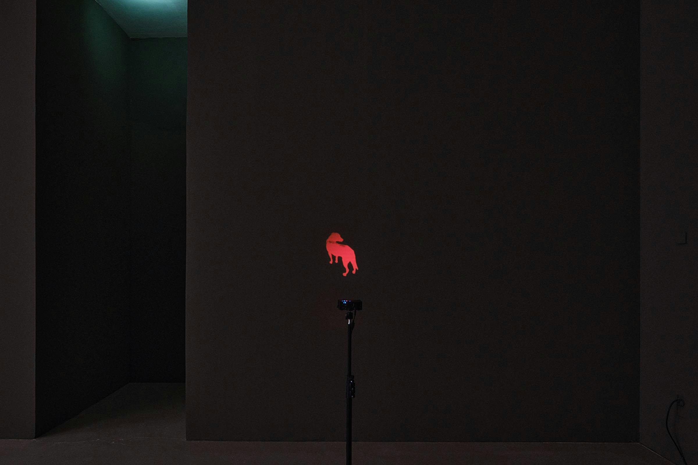 installation view of The Palace (Pipittapan Tee Taipei) in a darkened space. The projected image is that of a red dog. We can see the projector in the foreground