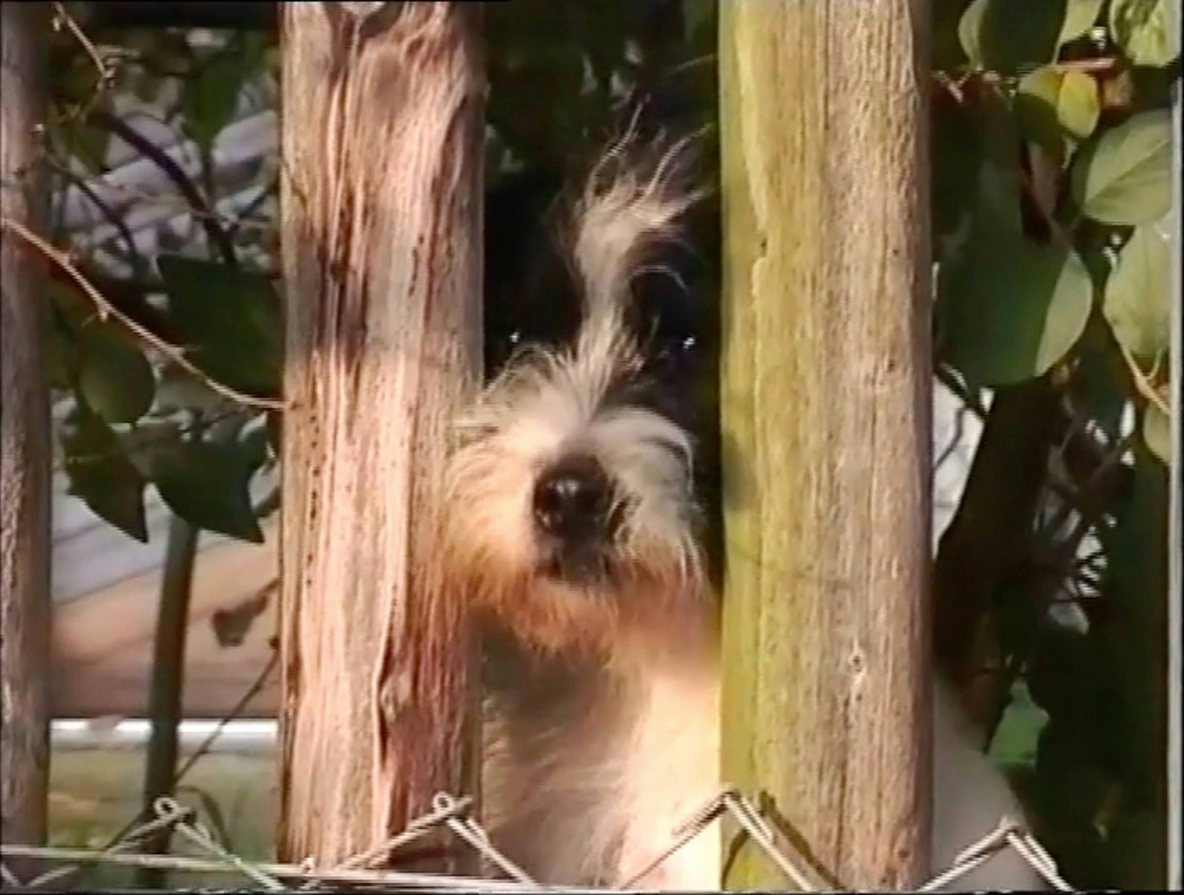 Image of a dog behind a wooden fence, poking his face through the slats