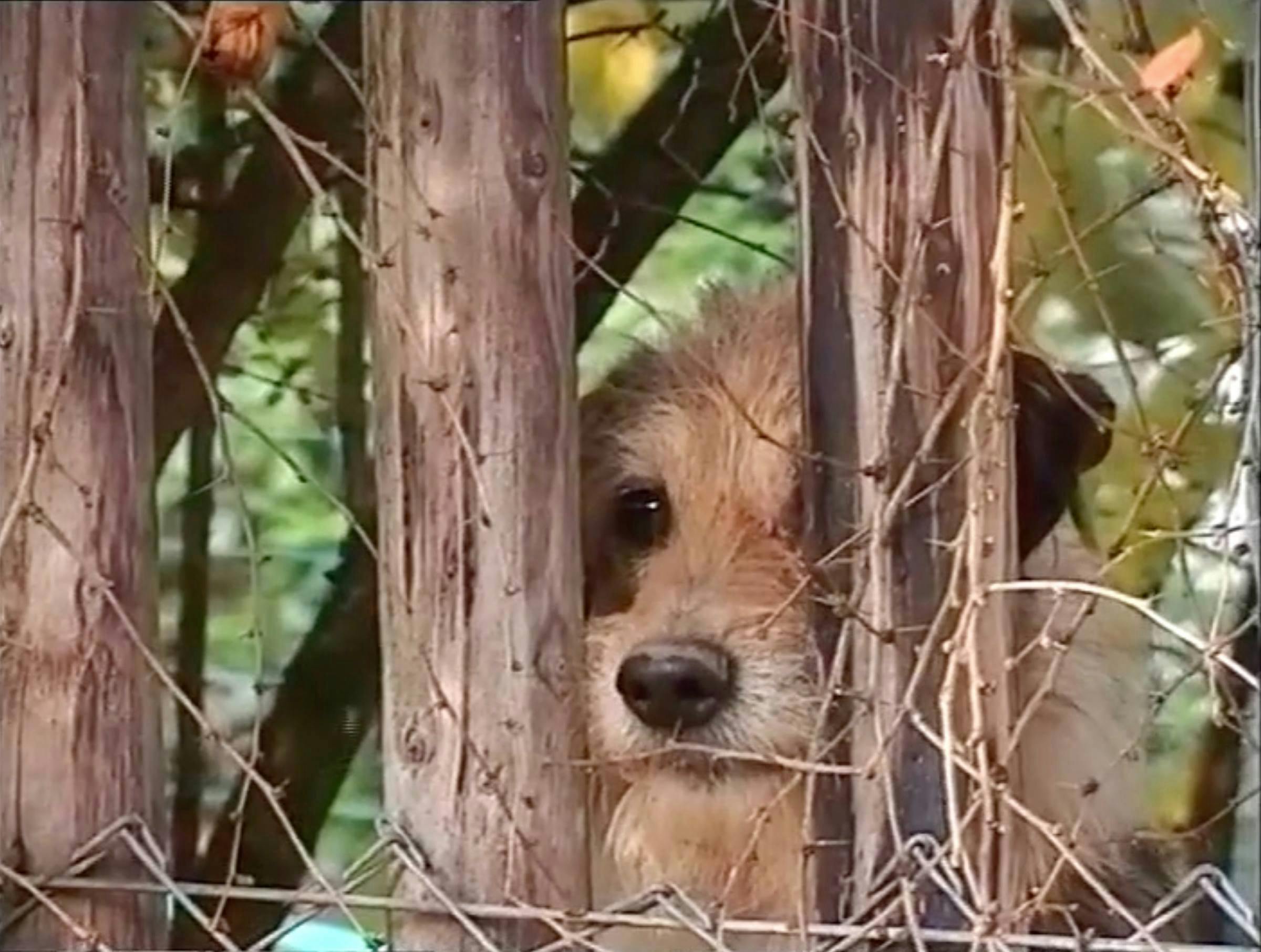 Image of a dog behind a wooden fence, poking his nose through the slats