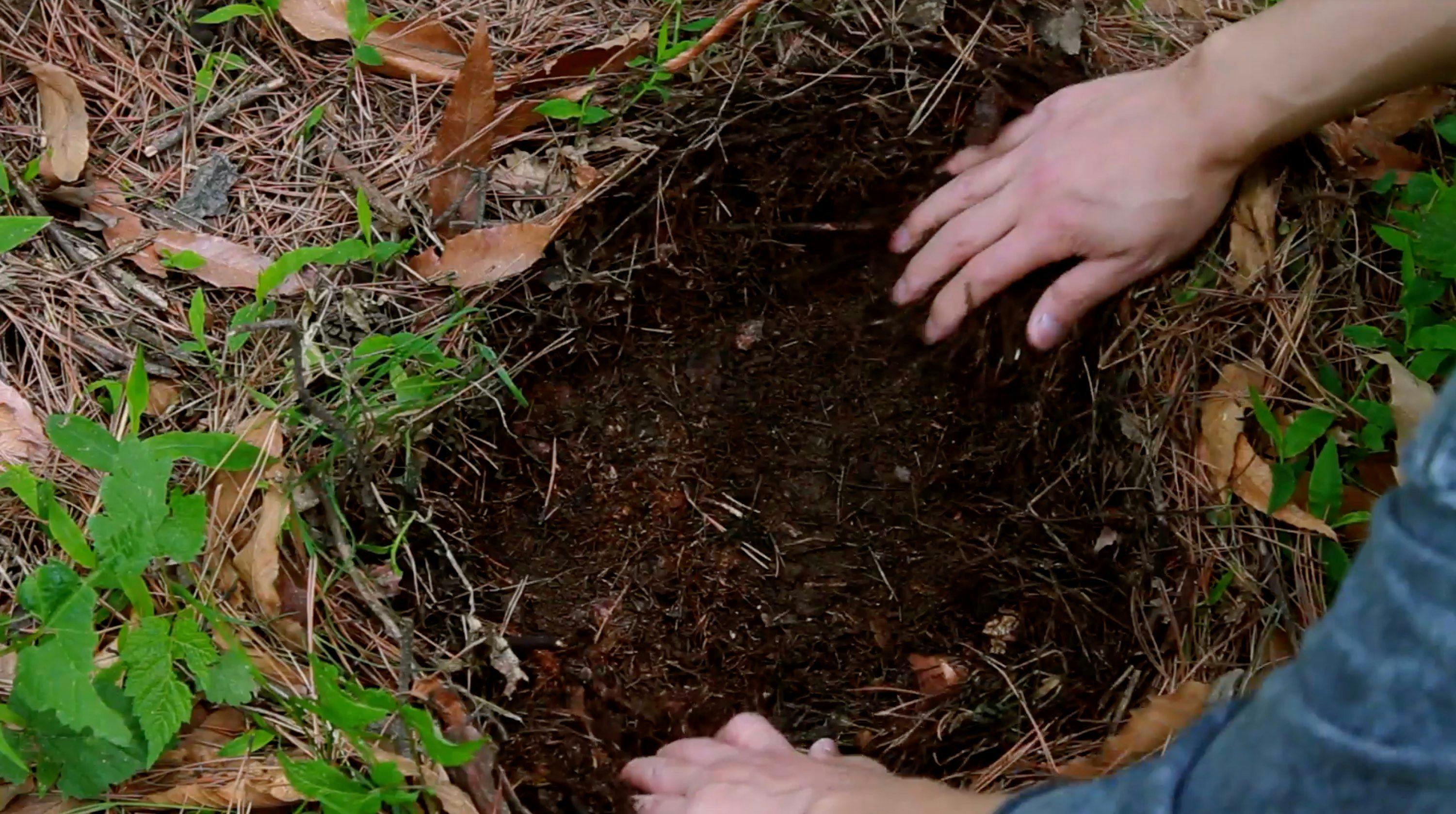 two hands dig a hole in the earth. There are leaves on the ground.