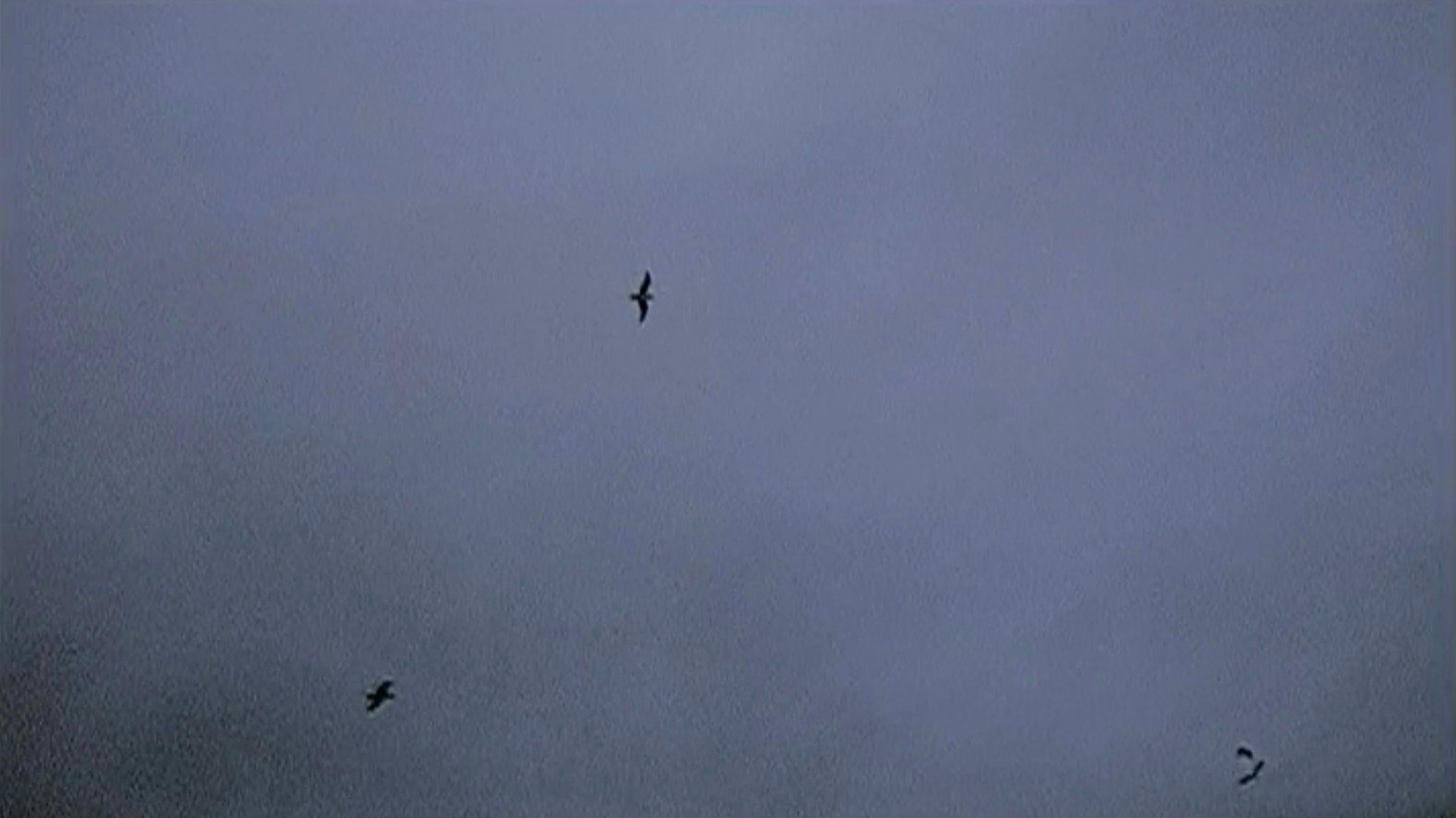 Small silhouettes of birds are cast against a light, cloudy sky
