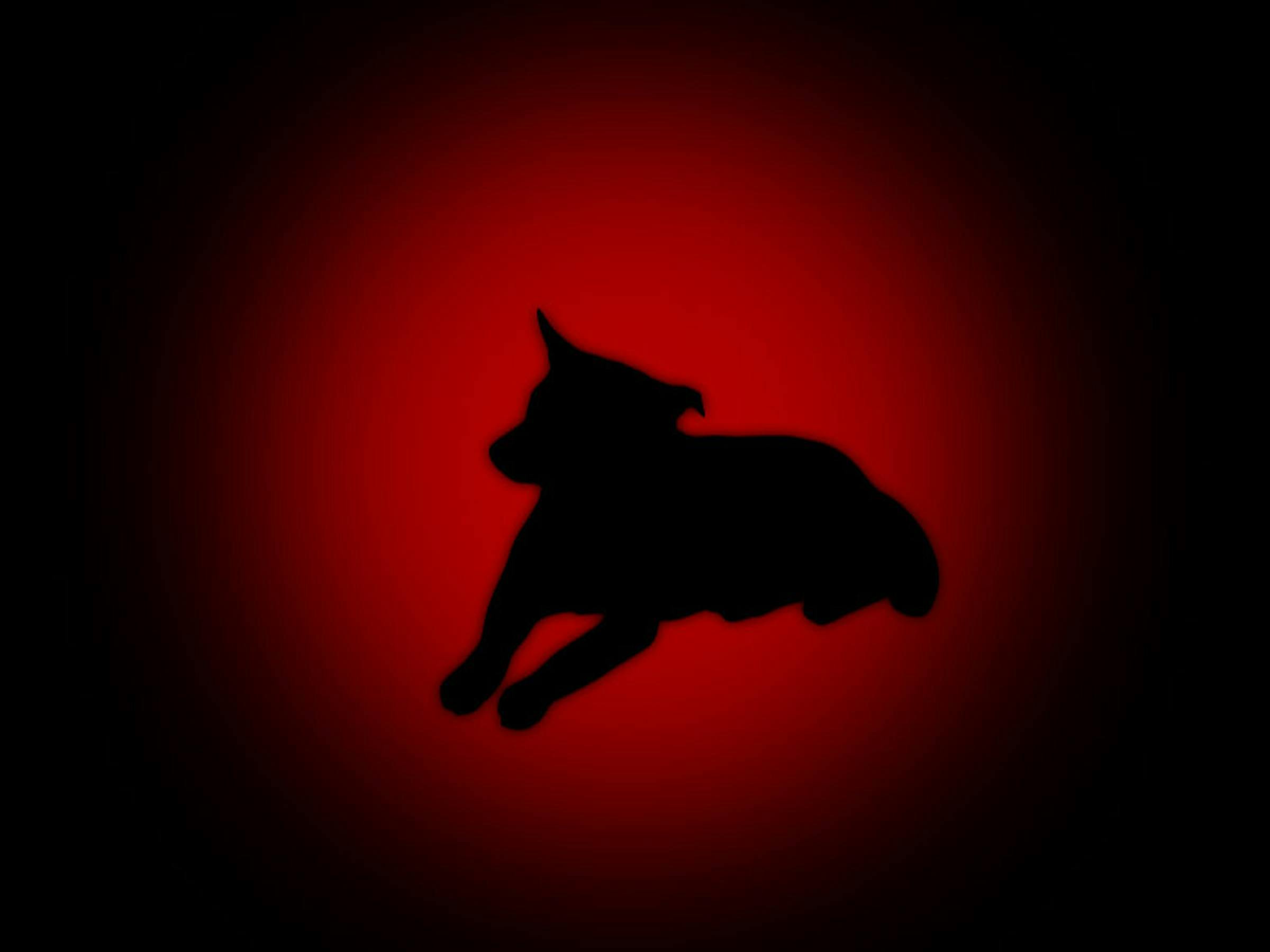 the side view of a black dog on a red and black background