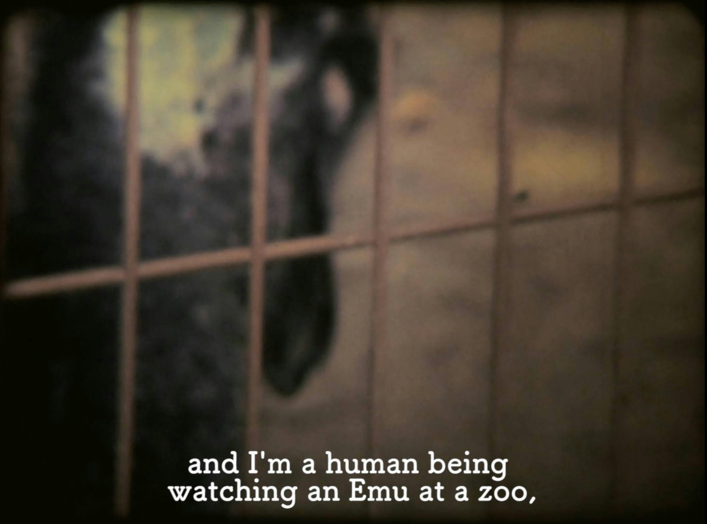 a blurry image of an emu being a metal wall. A subtitle reads 'and im a human being watching an emu at the zoo,'