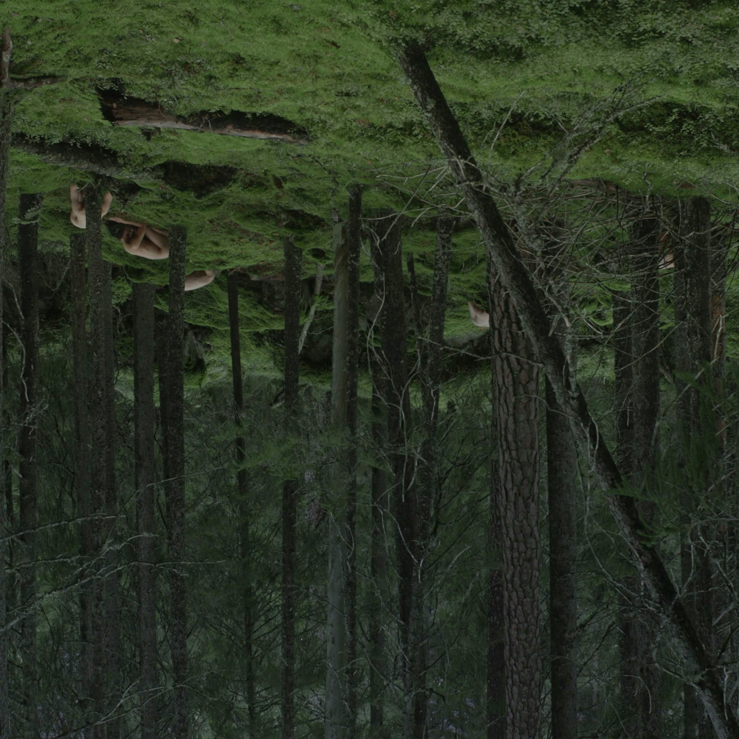 an upside down image of a lush forest. We can see one naked person in the distance