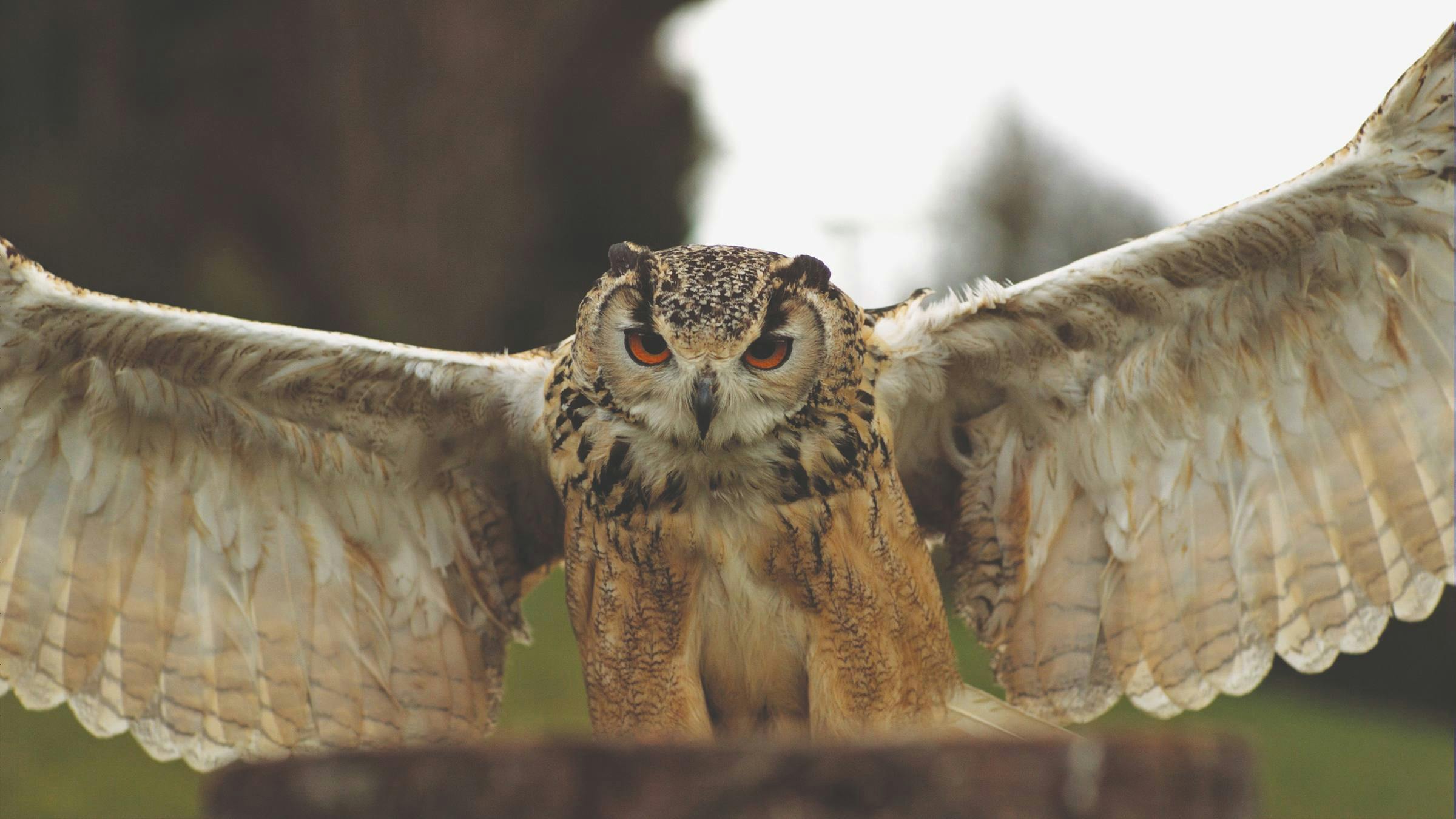 an image of an owl with its wings spread out wide in anticipation of flight